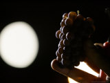 A Cluster of Pinot Grigio Grapes