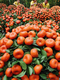Vendors Clip Mandarin Oranges Trees as They Wait for Customers at a Shopping Mall
