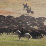 Buffalo Kick up Dust as Horseback Riders Keep Them Moving at the Custer State Park Buffalo Roundup