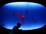 A Visitor Looks at the Jellyfish Called Brown Sea Nettle