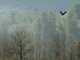 A Bald Eagle Flies Through the Mist High Above the Skagit River
