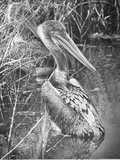 A Brown Pelican Wades