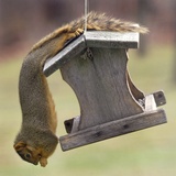 An Acrobatic Squirrel Enjoys the Contents of a Feeder While Hanging Upside-Down
