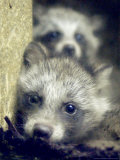 Two Raccoon Dog Pups