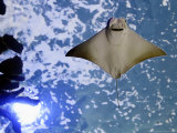 A Stingray Swims by in One of the Tanks at the Audubon Aquarium of the America in New Orleans