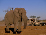 African Elephant  Okavango Delta  Botswana