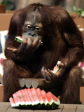 Six-Year-Old Male Orangutan Allan Eats a Piece of Watermelon at the Everland Amusement Park