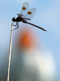 A Dragonfly Sits on a Weed Near the Space Shuttle Discovery
