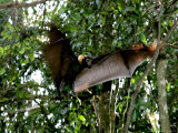A Fruit Bat at the Tolga Bat Hospital