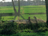 Children Tending Family Herds in Cultivated Fields at Saqqara  Egypt