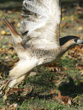 A Red-Tailed Hawk Takes Flight on Boston Common