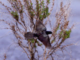 A Blackbird Flies During the 17th Annual World Series of Birding