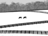 A Pair of Horses Graze Through a Pasture Near Midway  Ky