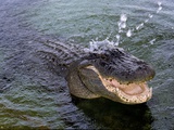 An Alligator Leaps from the Water in the Louisiana Bayou