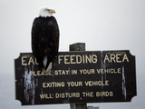 A Bald Eagle Sits on a Sign at the Eagle Feeding and Viewing Area