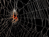 A Spider Rests
