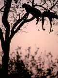 Leopard with Impala Carcass in Tree  Okavango Delta  Botswana