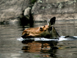 A Moose Cools Off