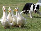 Shep  a Two-Year Old Border Collie  Herds Ducks