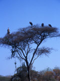 Buzzards in Tree Near a Konso Village  Omo River Region  Ethiopia