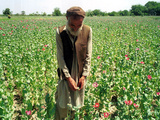 An Afghan Farmer Working