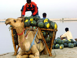 An Indian Farmer Loads His Camel with Watermelons on the Bank of the River Ganges