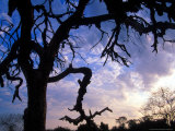 Gnarled Tree Silhouetted by Sunrise  Near a Mursi Village  Omo River Region  Ethiopia