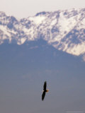 A Bald Eagle is Seen Flying Near Downtown Seattle