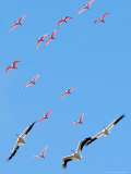 A Flock of Roseate Spoonbills and White Pelicans