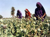 Women Cultivate Poppy Plants April 19