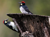 A Pair of Acorn Woodpeckers Find Their Food on a Tree at Rancho San Antonio Park
