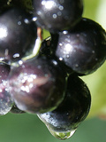 A Drop of Water Drips off of a Grape at Ackerly Pond Vineyards