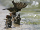 Sparrows Bathe in Puddles at the Moscow Red Square