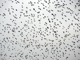 A Flock of Starlings (Sturnus Vulgaris) Dots the Sky Over Downtown Milan