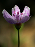 A Spring Beauty  Also Know as Fairy-Spud