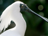 A Royal Spoonbill is on Display