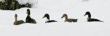 Five Ducks Make Their Way Through the Snow