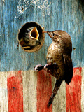 A Hungry Baby Wren Opens Wide for a Snack Wiggling