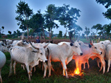 A Fulani Nomad Herds Cattle at Dusk in Abuja  Nigeria