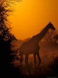Southern Giraffe and Acacia Tree  Moremi Wildlife Reserve  Botswana