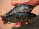 Nile Perch  Amarna  Egypt