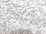 Snow Geese and Canada Geese