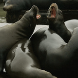 Seals Compete for Dock Space on Pier 39