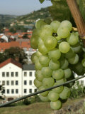 A Riesling Grape