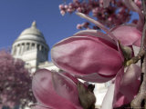 Saucer Magnolia Trees Bloom with Pink and White Flowers