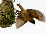 A Finch Flies to Collect Material for Construction of its Nest