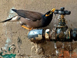 A Nightingale Quenches its Thirst from a Leaking Tap During a Sizzling Day