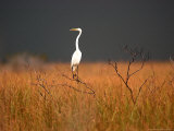 A Great Egret Sits on Top of a Dead Tree