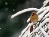 A Cardinal Waits its Turn at a Birdfeeder on a Snow-Covered Tree