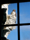 A Red-Tailed Falcon Sits Perched Outside a Third Floor Window of the Statehouse